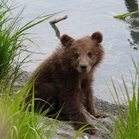 В «новой Москве» спасли спрятавшегося на дереве медвежонка